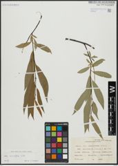 Foto von Salix acutifolia Willd.
